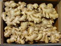 fresh ginger 1