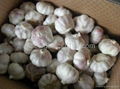 chinese white garlic