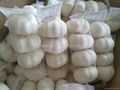 chinese white garlic