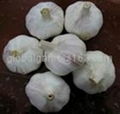 pure white garlic