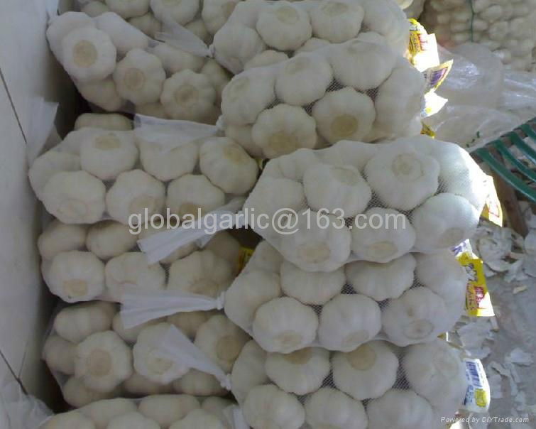 pure white garlic 3