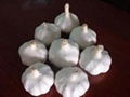 chinese white garlic