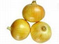 onion 1