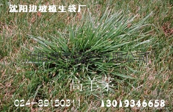 绿化用植生带 5