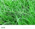 绿化用草种 3