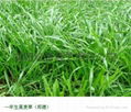 绿化用草种 4