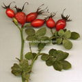 Rose hip extract 