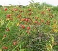 Rose hip extract 