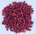 Schisandra Extract