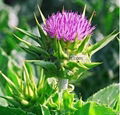 Milk thistle extract (Silymarin)