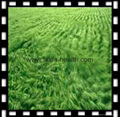 Organic Barley grass juice green powder