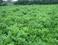 Organic alfalfa grass powder