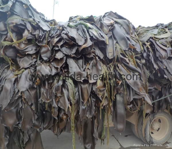 Machine dried cut kelp laminaria