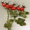 Fresh rosehip fruits 