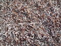 Dried white back black fungus sliced 