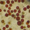 红球藻粉