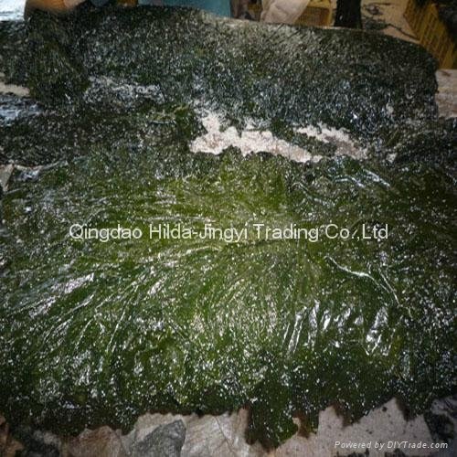 Raw of machine dried cut kelp swelling 15-18