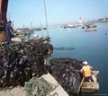 2020 Crop Machine dried sea kelp cut
