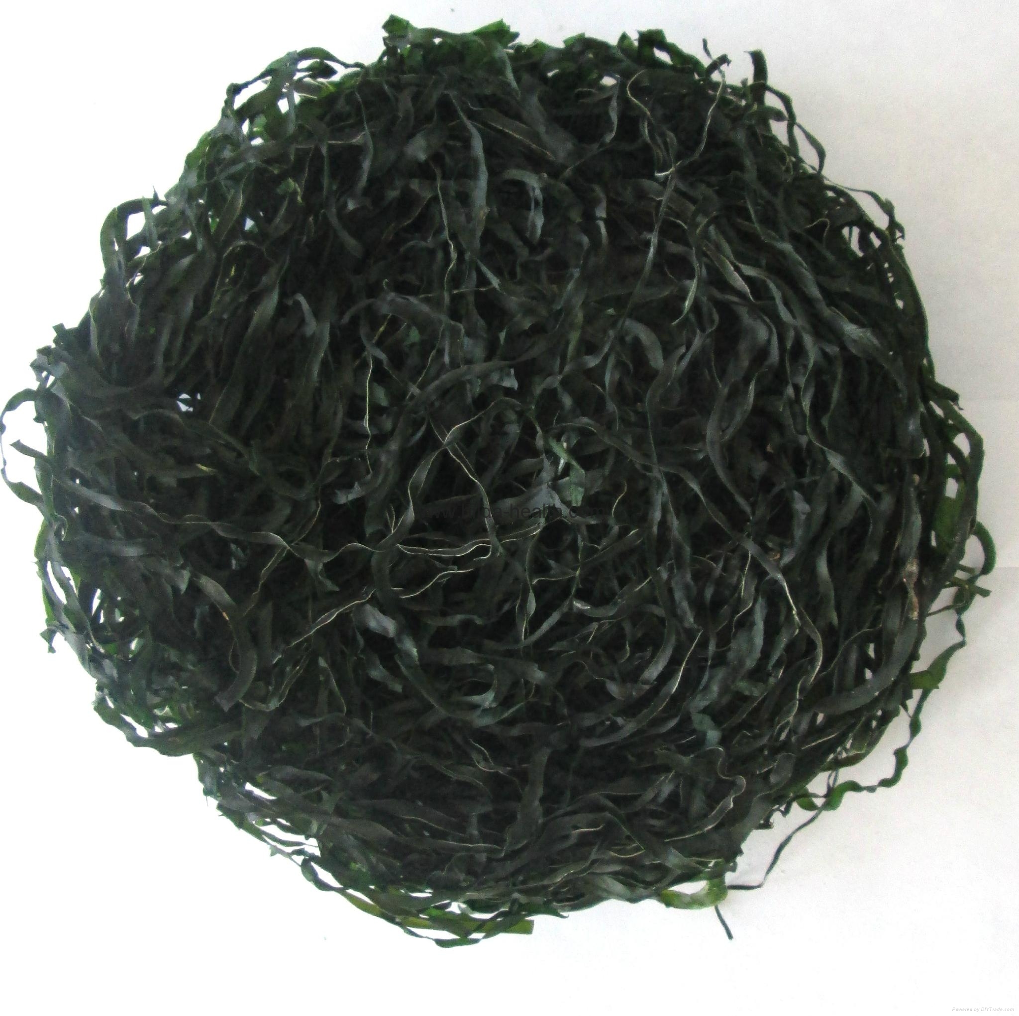 2019 Crop Machine dried sea kelp cut SW030 QDHJ (China Trading