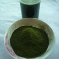 Organic wheat juice green powder