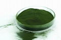 Chlorella Powder Pack High Protein Chlorella Powder In Bulk