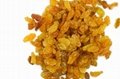 2020 best quality dried golden raisins