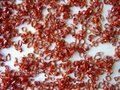 New Crop Wholesale Dried Red Chili Ring