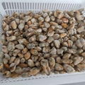 High Quality Frozen Mussels Without Shell Frozen Mussel Meat