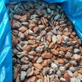 Good Quality Frozen Short Neck Clam Frozen Mussel Meat On Sales