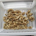 Frozen Clams Meat Yellow Clam Meat