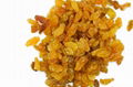  Best quality dried golden raisins