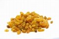  Best quality dried golden raisins