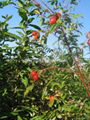 Rosehip dried fruits