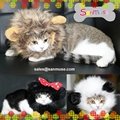 Cat Lion Panda Mickey Mane Wig Cat Costume Hat Hair Cat Pet Puppy Cosplay Wig