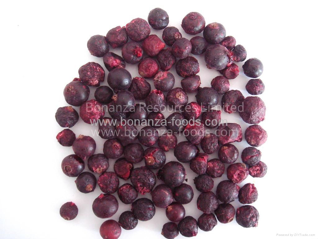  HACCP Cretified Freeze Dried Black Currant