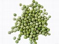 Chinese food wholesale survival food freeze dried garden peas 3