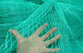 Bird nets 2