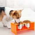 Raised Dog Food Bowl Acrylic Large Elevated Dog Water Bowl Feeder with Stand & B 12