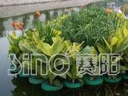 水生植物種植浮盆