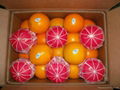 navel orange 1