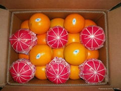 navel orange