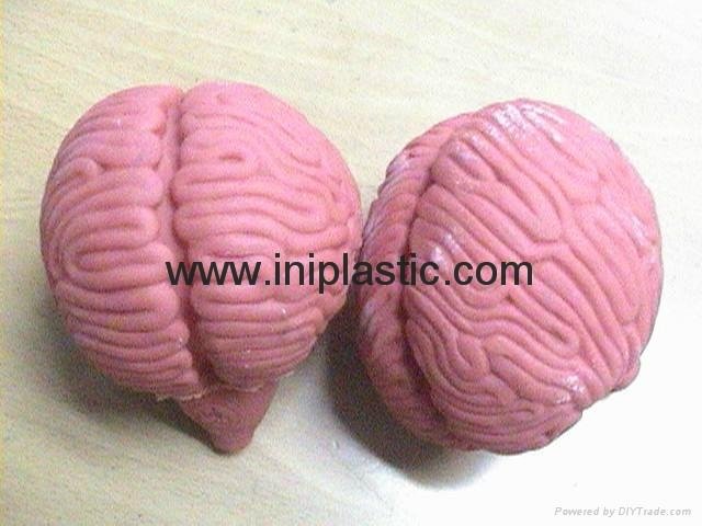 educational toys plant vinyl brains brain model plastic brains simulation brains
