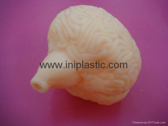 educational toys plant vinyl brains brain model plastic brains simulation brains 5