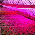 aquaponics growing systems popular grow light led 300w