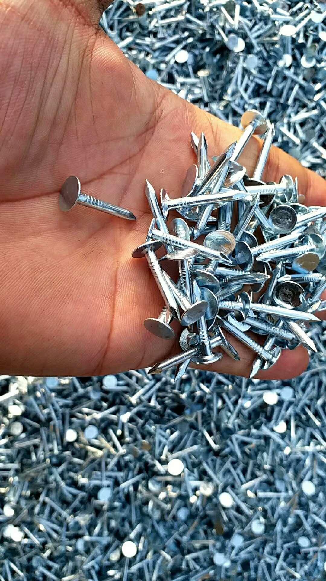 U fence nail, roofing felt nail,square boat nail 1/2 HL (China