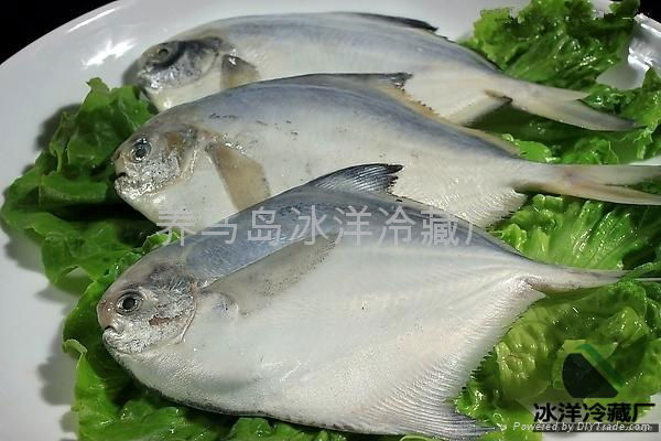 鯧魚