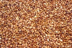 Roasted buckwheat kernel