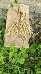 Valerian root