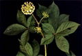 Siberian Ginseng Extract