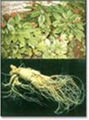 Ginseng Extract